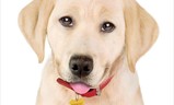 Marley & Me: The Puppy Years | Fandíme filmu