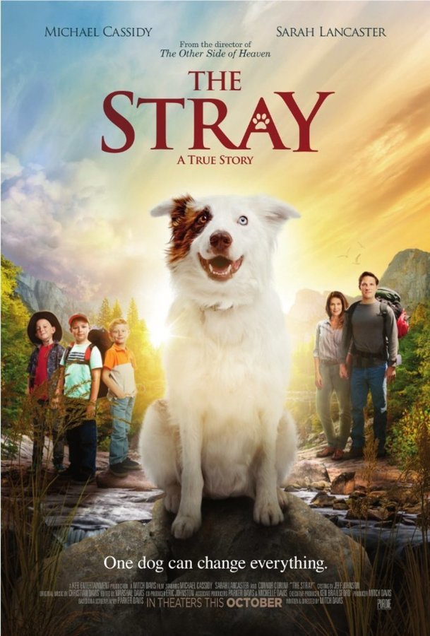 The Stray | Fandíme filmu