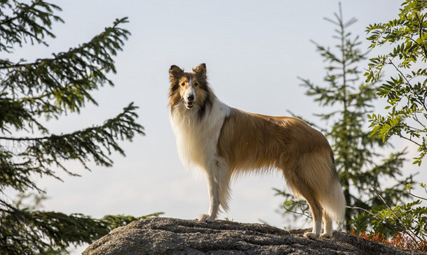 Lassie se vrací: Rodinná klasika má být jednou z prvních novinek, co po karanténě odvážně otevřou česká kina | Fandíme filmu