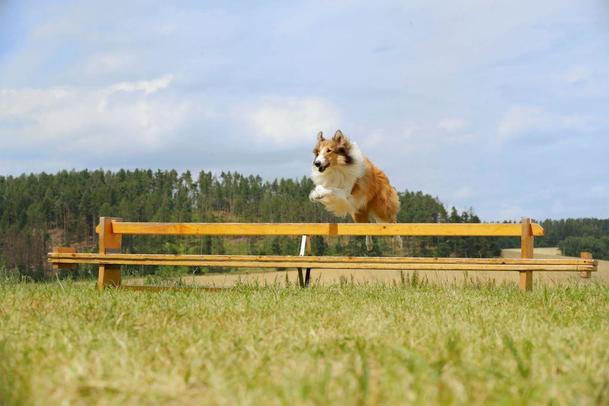 Lassie se vrací: Rodinná klasika má být jednou z prvních novinek, co po karanténě odvážně otevřou česká kina | Fandíme filmu