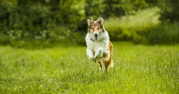 Lassie se vrací: Rodinná klasika má být jednou z prvních novinek, co po karanténě odvážně otevřou česká kina | Fandíme filmu