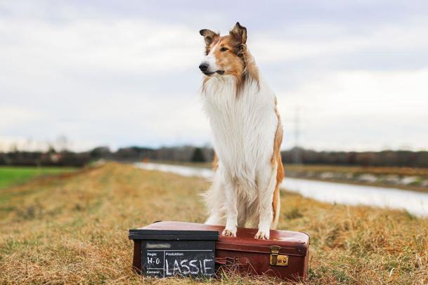 Lassie se vrací: Rodinná klasika má být jednou z prvních novinek, co po karanténě odvážně otevřou česká kina | Fandíme filmu