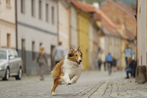 Lassie se vrací: Rodinná klasika má být jednou z prvních novinek, co po karanténě odvážně otevřou česká kina | Fandíme filmu