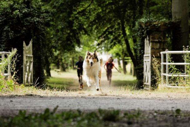 Lassie se vrací: Rodinná klasika má být jednou z prvních novinek, co po karanténě odvážně otevřou česká kina | Fandíme filmu