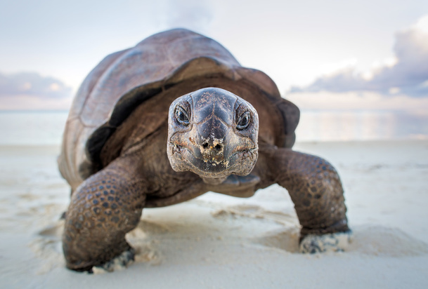 A Perfect Planet: Legendání David Attenborough představuje další dokument | Fandíme serialům