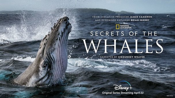 Secrets of the Whales: James Cameron nám přiblíží život velryb | Fandíme serialům