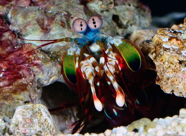 Život v barvě: David Attenborough ukáže divákům, jak barvy fungují ve zvířecí říši | Fandíme serialům