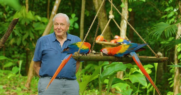 Život v barvě: David Attenborough ukáže divákům, jak barvy fungují ve zvířecí říši | Fandíme serialům