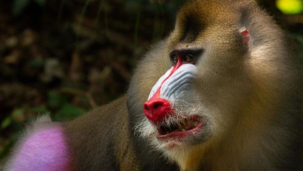 Život v barvě: David Attenborough ukáže divákům, jak barvy fungují ve zvířecí říši | Fandíme serialům