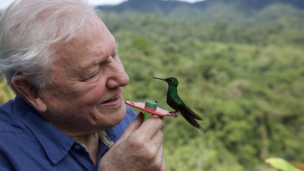 Život v barvě: David Attenborough ukáže divákům, jak barvy fungují ve zvířecí říši | Fandíme serialům