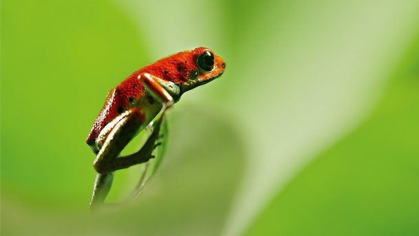 Život v barvě: David Attenborough ukáže divákům, jak barvy fungují ve zvířecí říši | Fandíme serialům