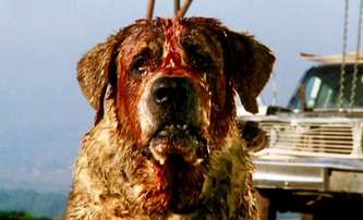 Cujo: Vzteklý pes z pera Stephena Kinga se dočká dalšího zfilmování | Fandíme filmu